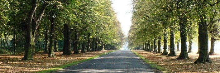 Clumber Park Tree Lined Avenue Clumber Park Tree Lined Avenue